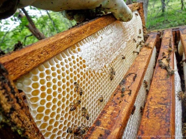 Taroudant… heavy losses in hives due to pesticides reach parliament