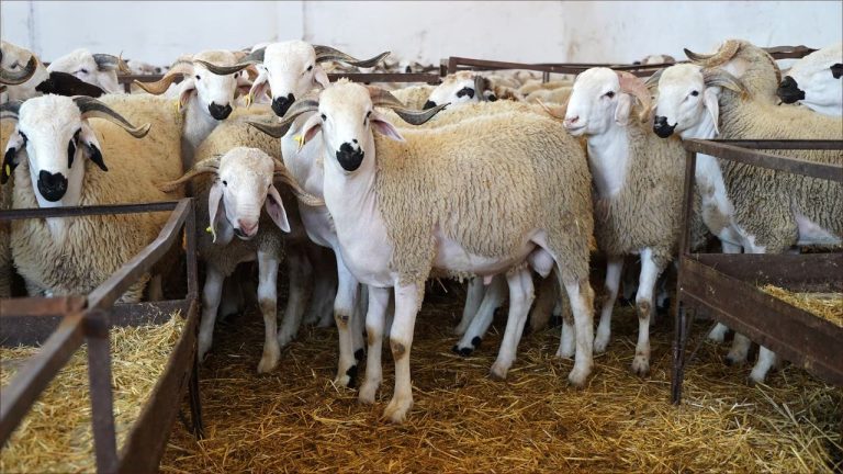 The Ministry of Agriculture denies the loss by the state of the number of albums to import the herd because it has not been won in the past in the past