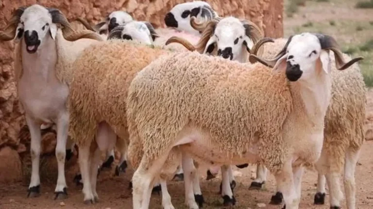 The Ministry of Agriculture explains: 43 billion centimeters to support the import of 875,000 cattle heads after two years