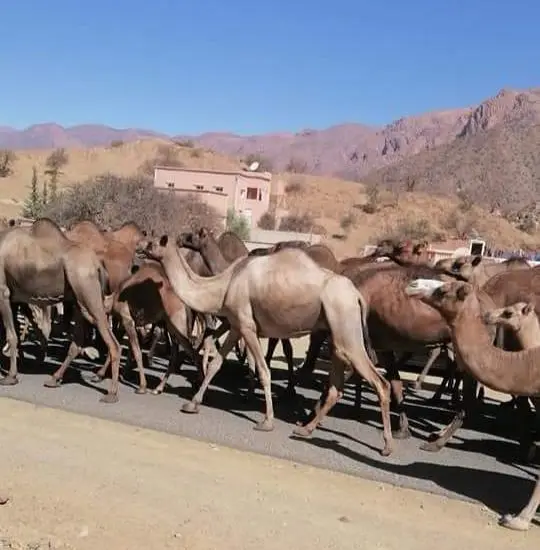 The nomadic shepherds threaten the farms of the suburbs of Agadir and the residents require urgent intervention