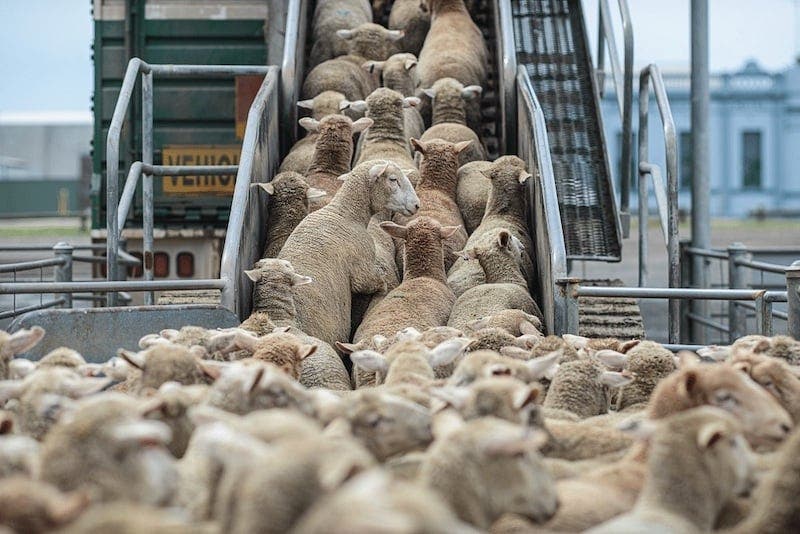 The president of Kumadir explains the importation of sacrifices: "n ° 13 billion dirhams, the promoter is not real"