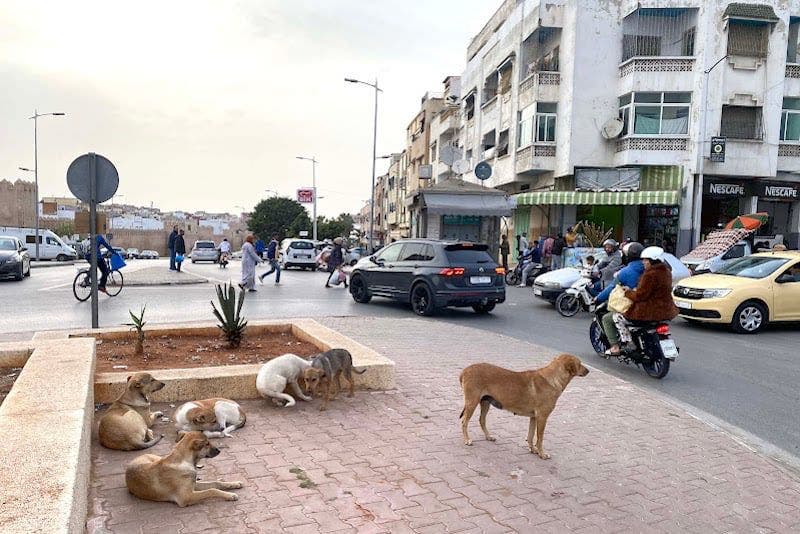 Wandering dogs transform the streets of Nador into a deadly trap for drivers