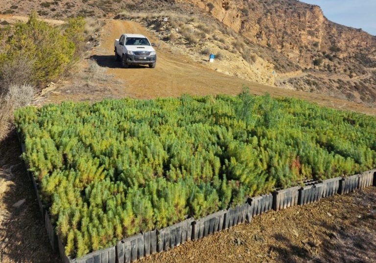 Nador is launching a green revolution with a giant afforestation program. And an innovative technology that fights the rarity of water