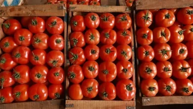A boom of exports of Moroccan tomatoes to Norway