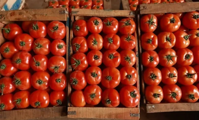 A boom of exports of Moroccan tomatoes to Norway