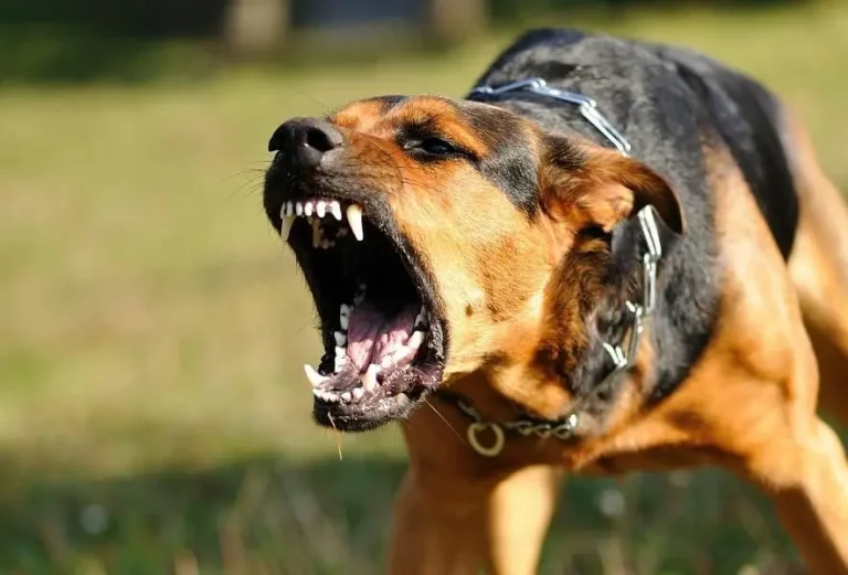 A wandering dog bite costs the Taza 23,000 dirhams group!