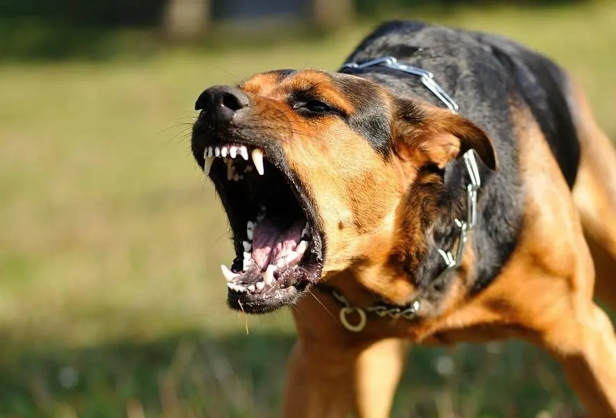 A wandering dog bite costs the Taza 23,000 dirhams group!