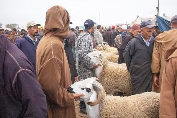 بعد إلغاء الأضحية.. مغاربة يبحثون عن الشناقة في الأسواق.. من المسؤول؟