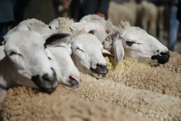Al -Bouari: "Our goal is to have more than 8 million heads of sheep and goats in 2026."