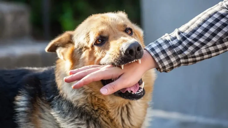 Ashtouka .. a land group is sentenced to a fine of 18 million centimeters for a citizen exposed to a wandering dog bite