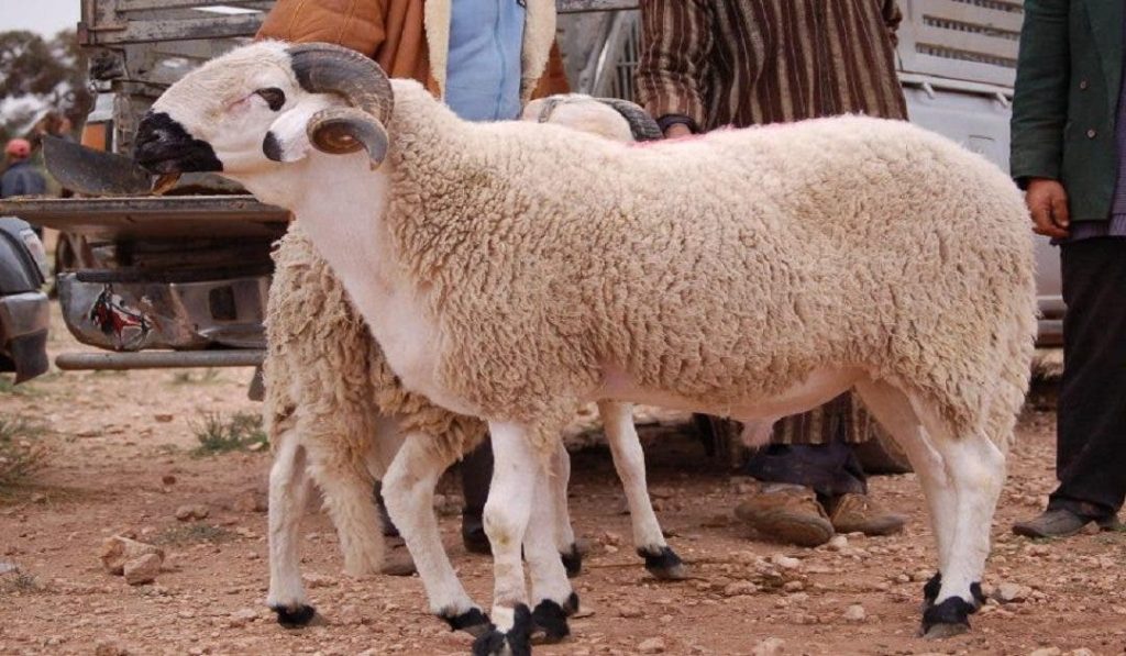 Does the government announce next Friday, exceptional holidays on the occasion of Aid Al -Adha?