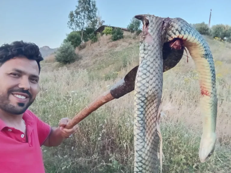 Its length is 1.5 meters and weighs 4 kg. A young man chasing a huge snake on the outskirts