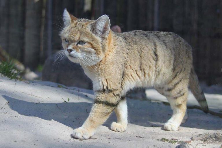 Katama .. "sand cat" in the circle