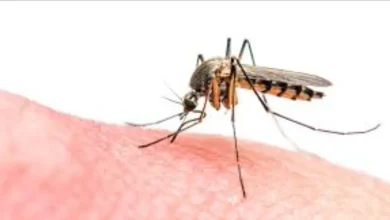 Mosquitoes invade Al -Hoceima in the middle of the silence of the competent authorities