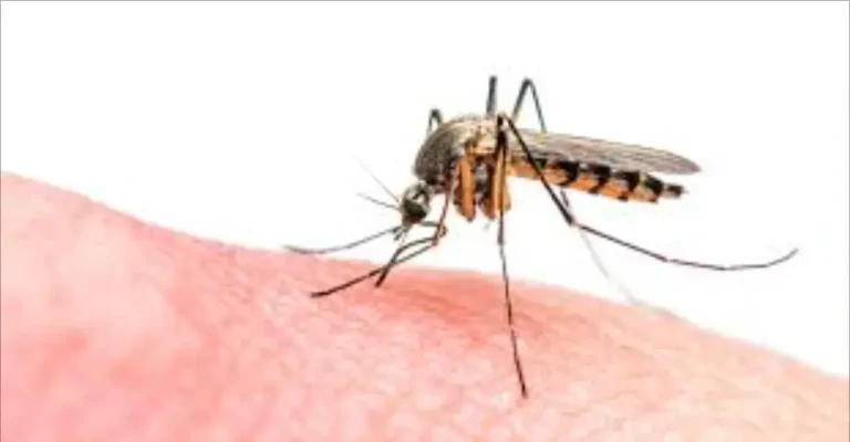 Mosquitoes invade Al -Hoceima in the middle of the silence of the competent authorities
