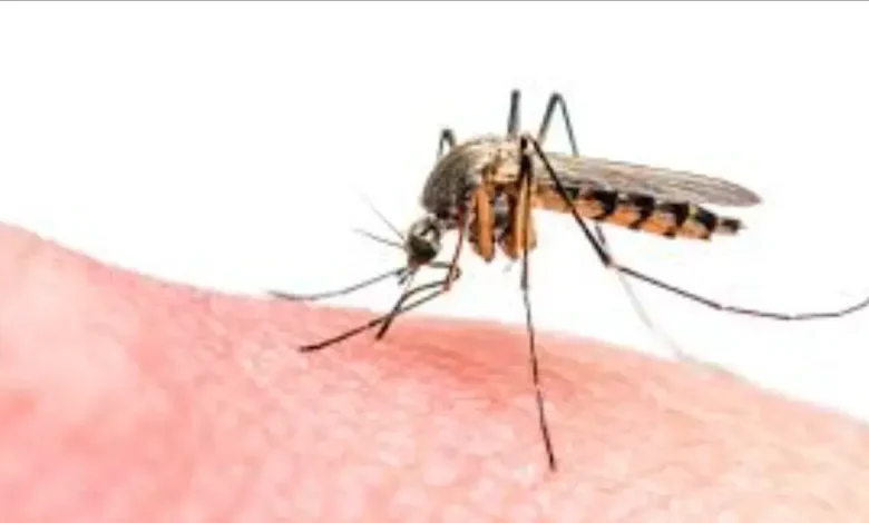Mosquitoes invade Al -Hoceima in the middle of the silence of the competent authorities