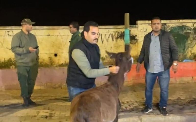 Night campaign to continue animals in Settat