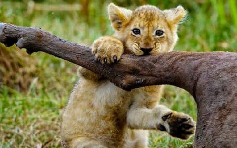 The Rabat zoo announces the birth of more than 80 rare species animals