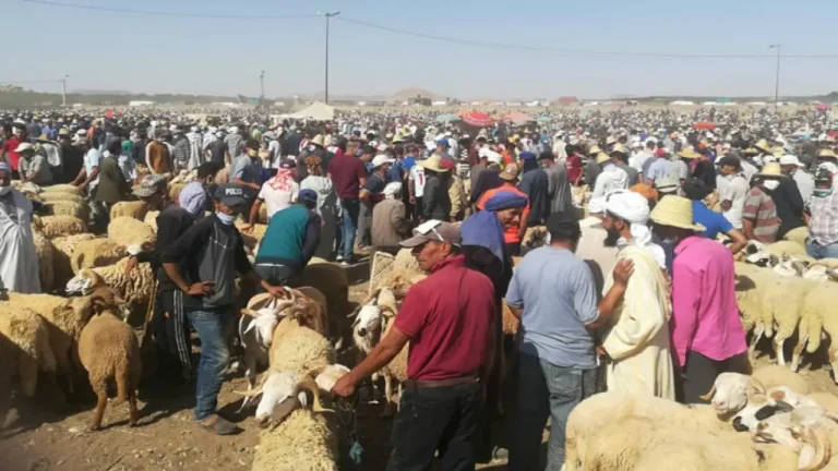 The SAFI authorities prevent "Al -kasaba" from entering and selling cattle on the Juma Sahim market