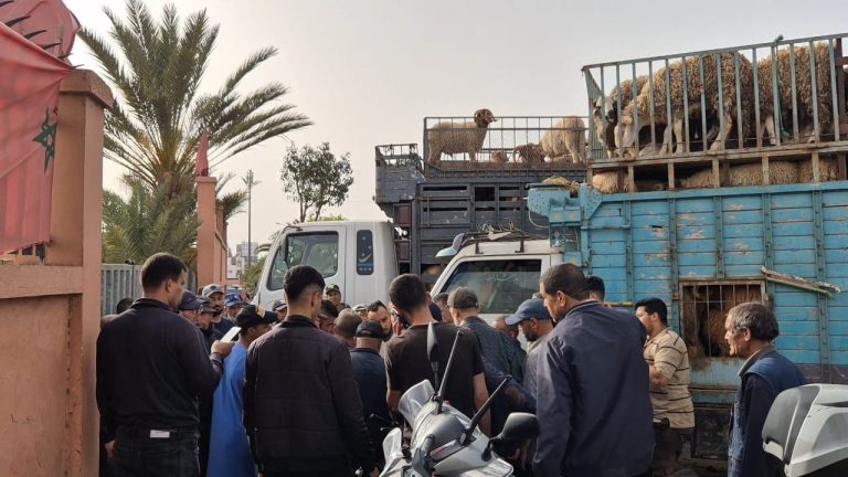 The congestion of sacrificial positions in Casablanca despite the cancellation of the official massacre (video)