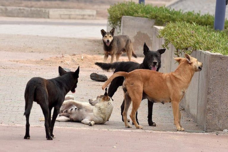 The growing risk of stray dogs threatens the safety of Nador students