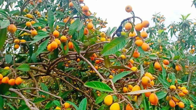 Volcano .. "al -jazah" The fruit is a peasant wealth of national quality