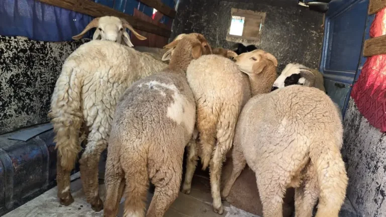 Jarsive .. a raid (a garage) is not allowed to sell sheep before eid al -adha