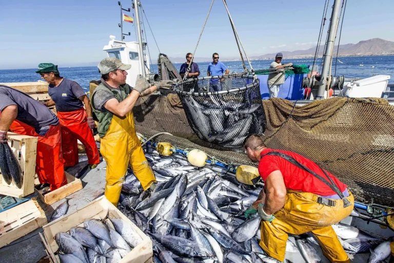 A disturbing decrease in the quantities of coastal and traditional fishing in the port of Nador