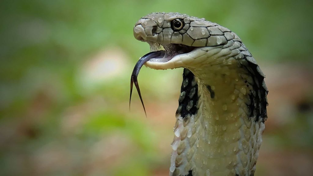 A toxic snake bite that kills the life of a farmer from the Bab Marzouza group, the periphery of Taza