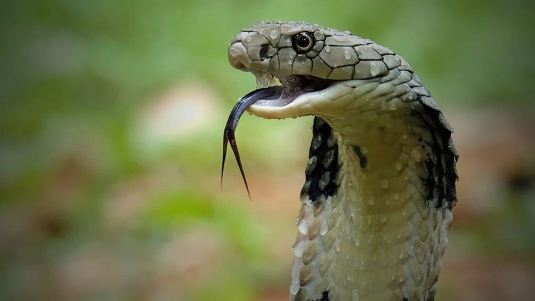 A toxic snake bite that kills the life of a farmer from the Bab Marzouza group, the periphery of Taza