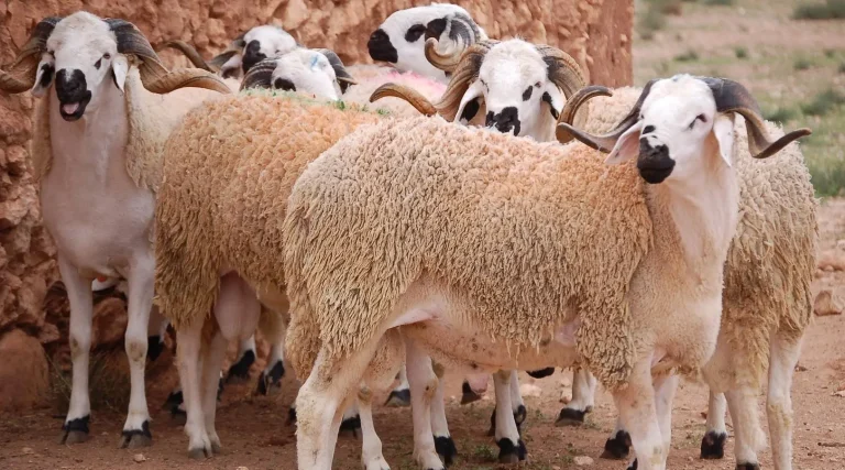 Agadir .. Local authorities begin the counting process for a herd of cattle