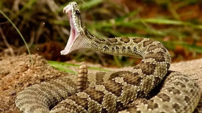 Al -Hoceima .. a snake bite sends a young man to conscience