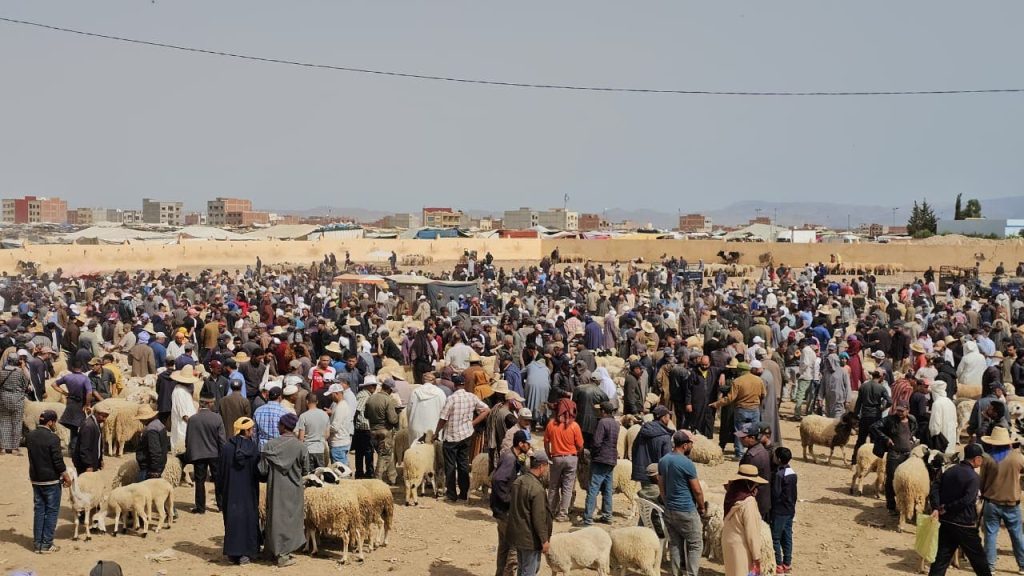 Commenting on the "spacious sheep" activity in the GRSIF until after Eid Al -Adha