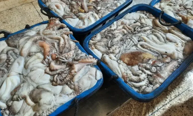 Extend the biological comfort of the octopus for two weeks of protection for the stock