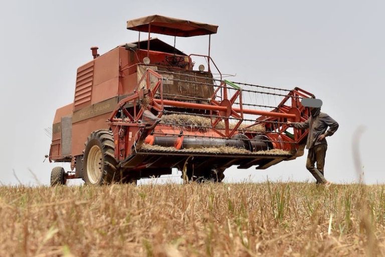 In a tragic accident ... A harvest machine causes a worker in one of the tiflet fields