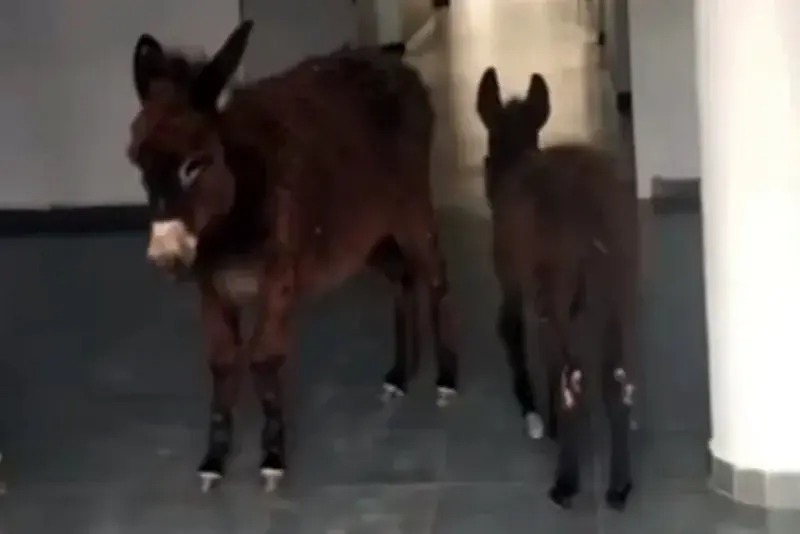 Khamisat .. the appearance of two donkeys inside a health center that causes a wave of anger and health delegate