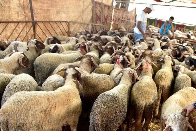 Meetings to activate royal instructions in Nador to improve food sovereignty