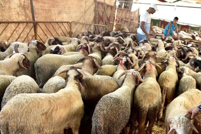 Meetings to activate royal instructions in Nador to improve food sovereignty