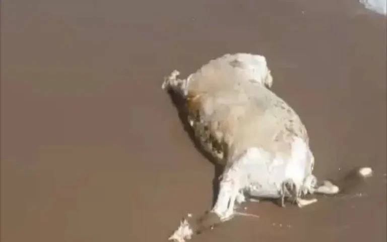 Saidia Beach pronounces a "sheep"