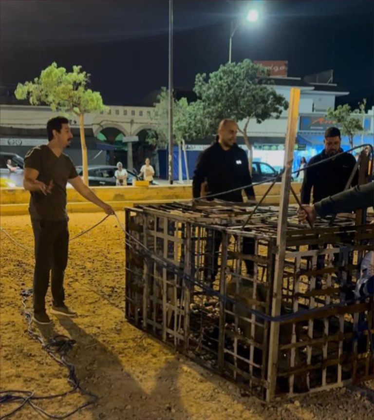 Saidia .. The authorities intensify constipation of wild pigs inside the city
