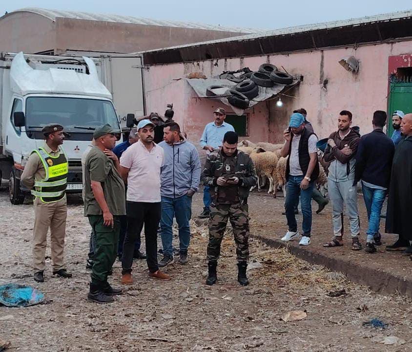 Sidi Bennour .. The authorities intervene to prevent the slaughter of 200 sheep outside the legal controls (photo)