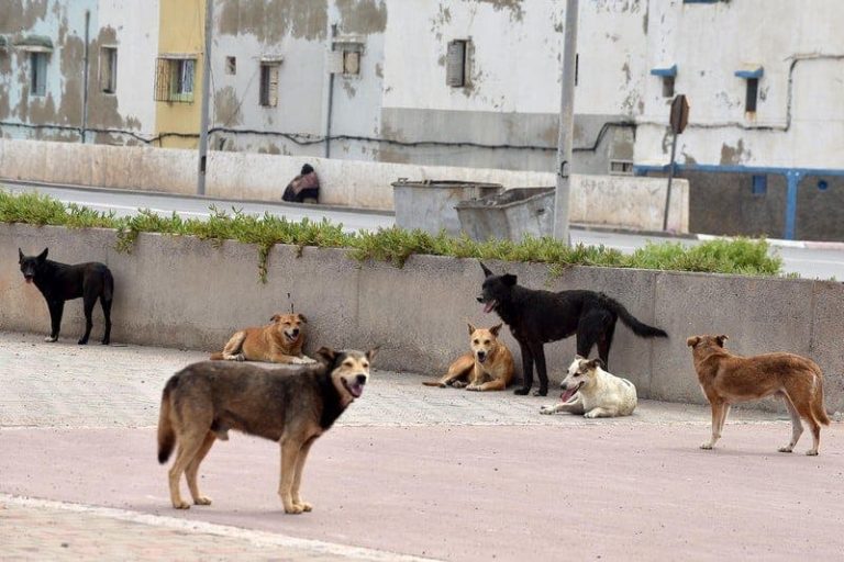 Taroudant .. an attack of wandering dogs against children explodes the controversy in the components of the collective council