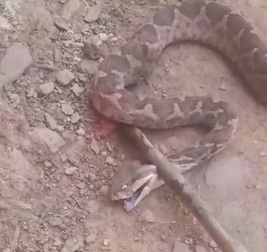 Taza .. Find a "strange and scary" snake in the roundabout of Sidi Magith