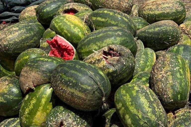 The Faculties Seeds threaten dozens of peasants who have bankrupt in the Sousss