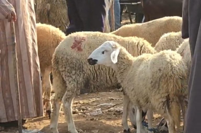 "The Spacied Sheep" is filled on Friday from the Fatwa to Muhammadiyah, in the middle of a question mark on the tolerance of the authorities