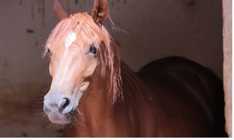 The UN proclaims a World Horse Day