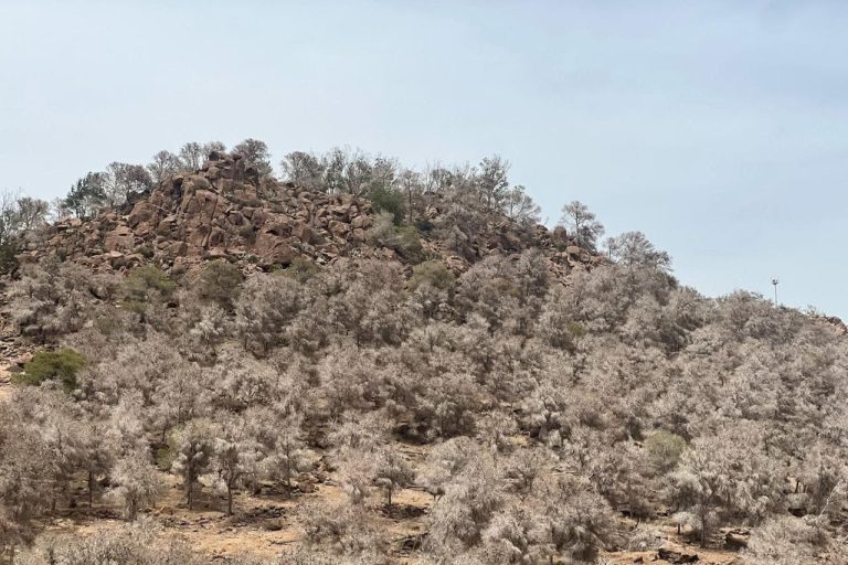 The deterioration of trees in Nador. Who is responsible for this environmental collapse?
