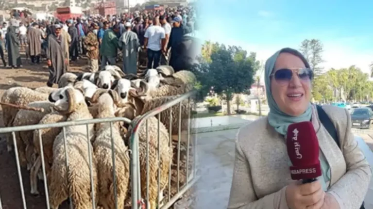 The president of the council settat closes the space for the sale of sheep and cows